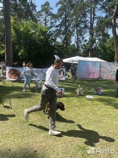 Кинолог (дрессировка собак)