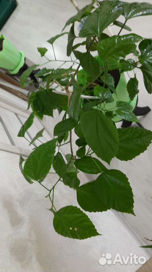 Гибискус китайская роза