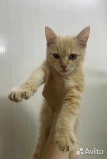 Котенок мальчик 2 месяца