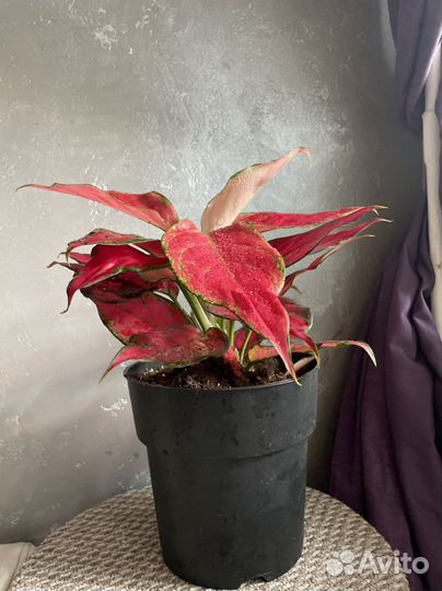 Аглаонема chery беби взрослая