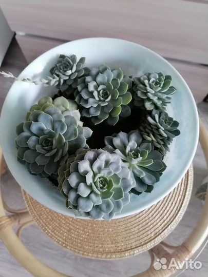 Суккулент каменная роза
