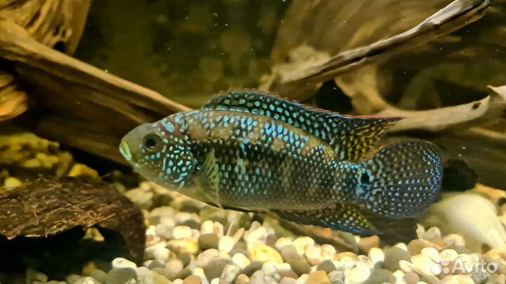 Цихлиды, сомы