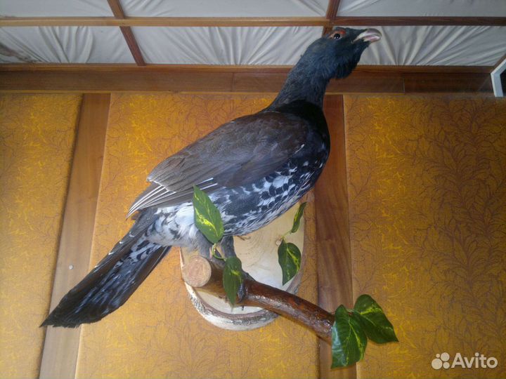 Чучело глухаря