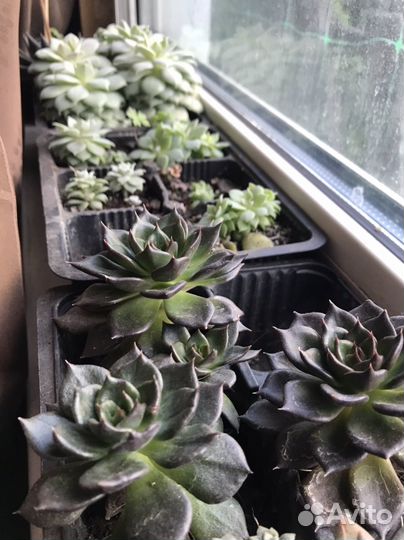 Комнатные растения