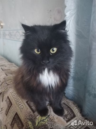 Отдам котов