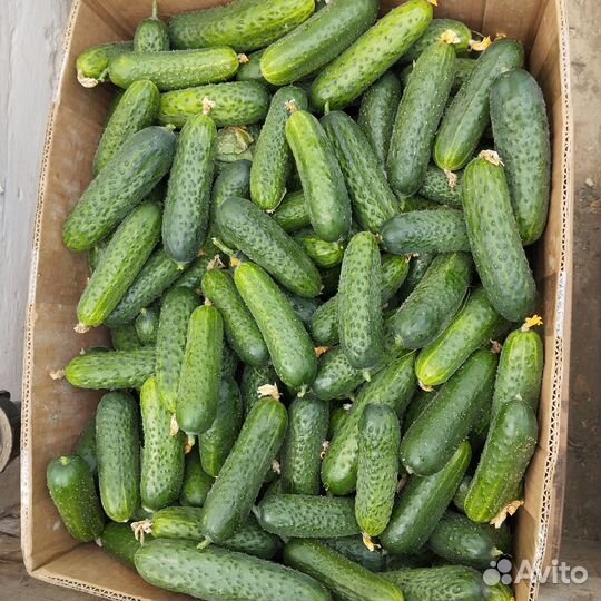 Огурцы короткоплодные