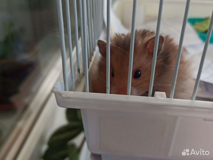 Сирийский хомяк