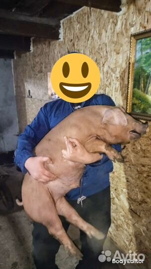 Поросята дюрок