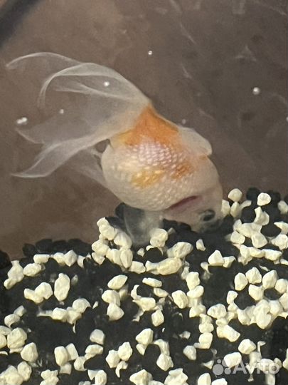 Аквариум с рыбкой