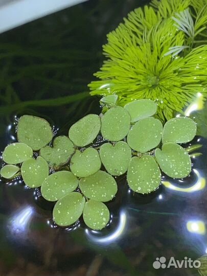 Валиснерия, роголистник, Сальвиния