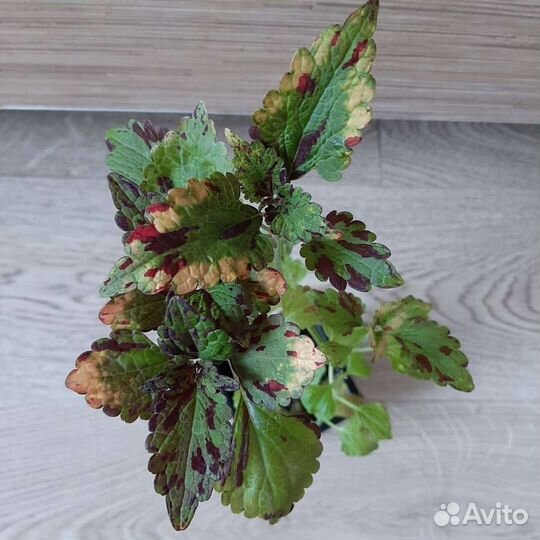 Колеусы вегетативные