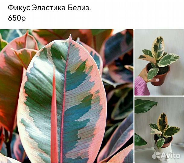 Эпипремнум пиннатумbaltic blue фикус