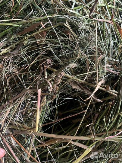 Продам сено и солома в рулонах 2023 года