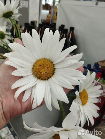 Ромашка садовая крупная