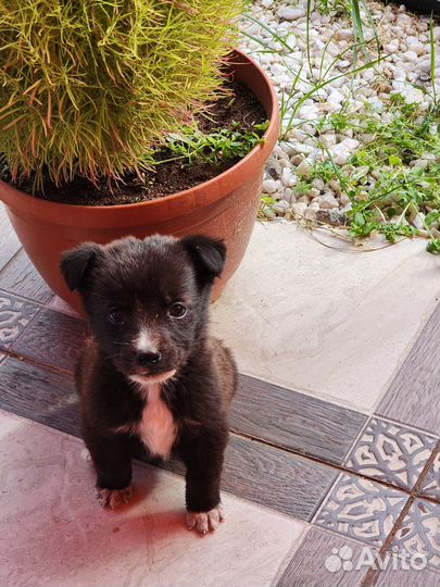 Радость в дом