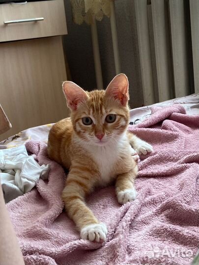 Рыжий котенок