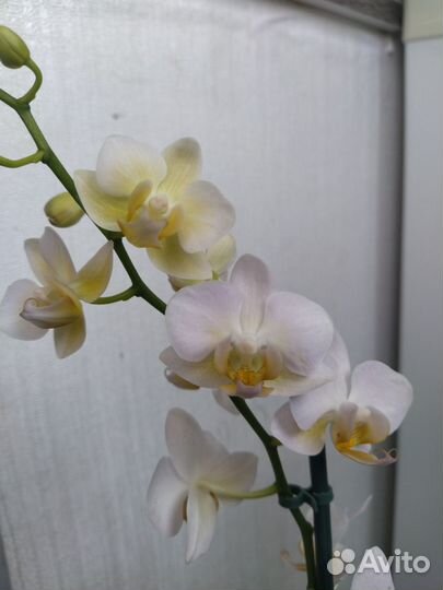 Орхидея фаленопсис бургунди