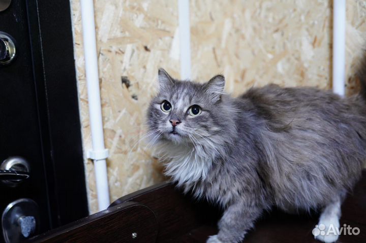 Котик в добрые руки