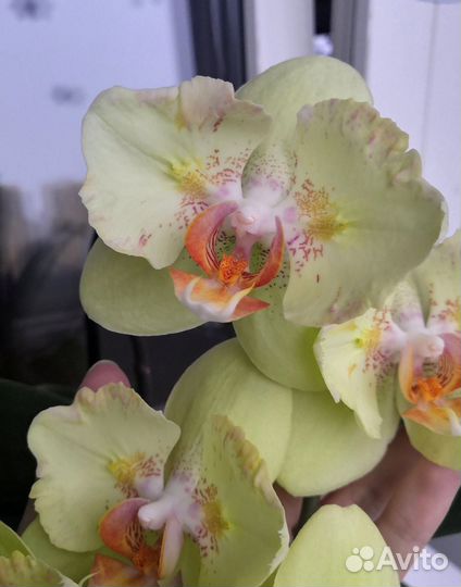 Орхидея фаленопсис бабочка ice cream son ya