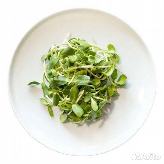 Семена микрозелени для употребления