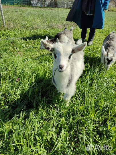 Козлята