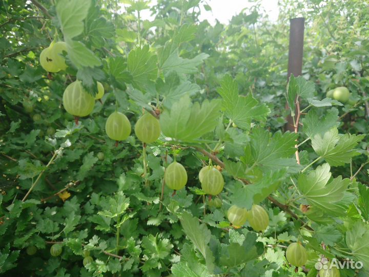 Крыжовник, малина