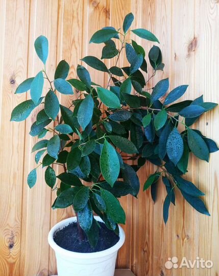 Фикус, для тех, кто хочет детей