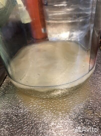 Рисовый гриб / Чайный гриб JUN/Kombucha