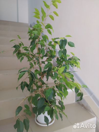Фикус бенджамина большой