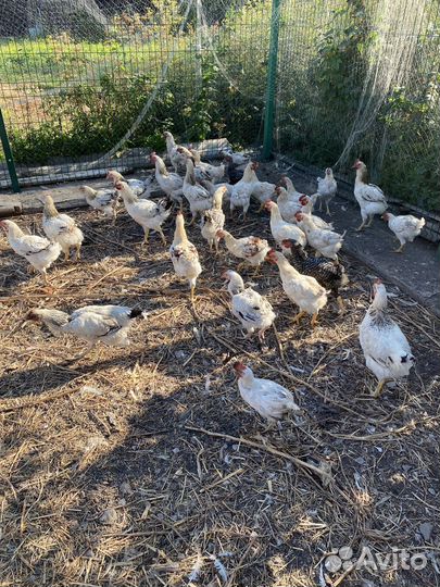 Доминанты петушки