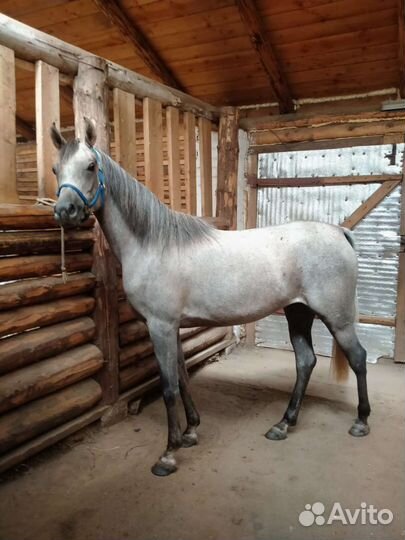 Арабская кобыла египетской линии