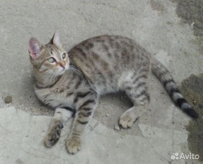 Котик ищет дом