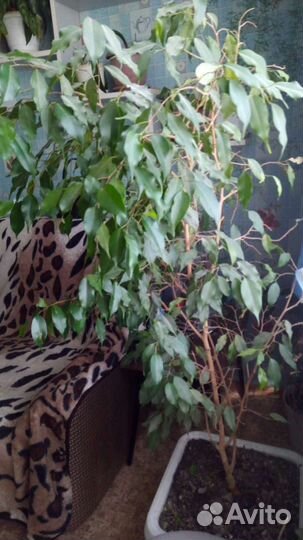 Фикус бенджамина большой