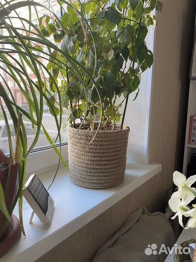 Горшок-кашпо для цветов