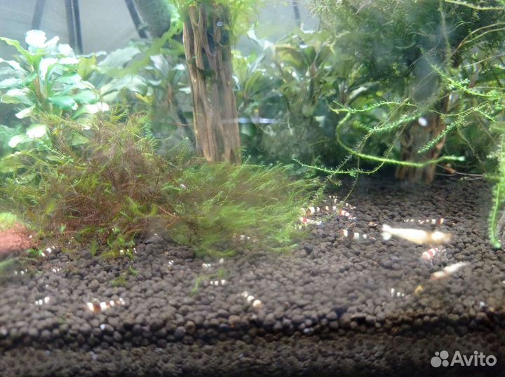 Креветки аквариумные - чёрные кристаллы