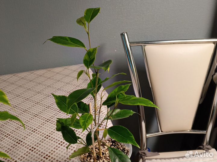 Комнатные цветы