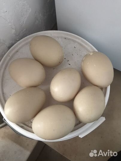 Инкубационное яйцо индоутки тяжелой линии