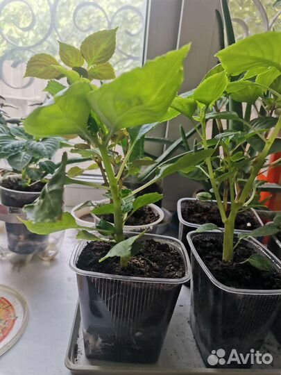 Бальзамин махровый