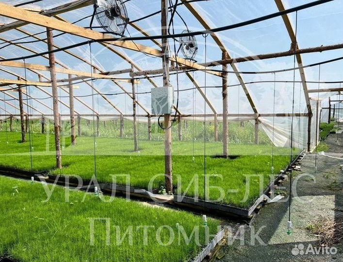 Голубая ель с зкс сеянцы