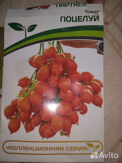 Рассада томата гибрид Поцелуй, Любаша