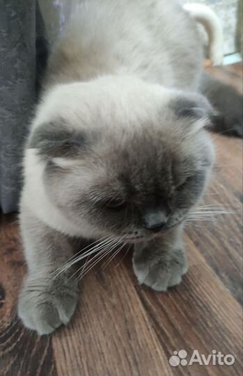 Шатланская кошка