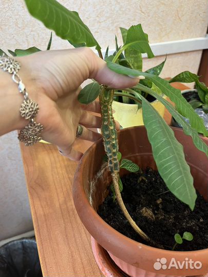 Молочай гребенчатый