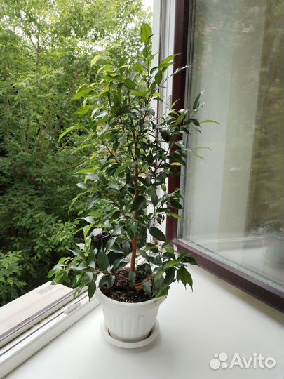 Фикус бенджамина