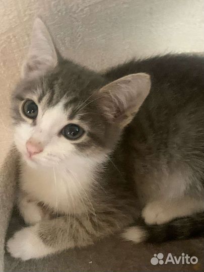 Отдам в добрые руки котят