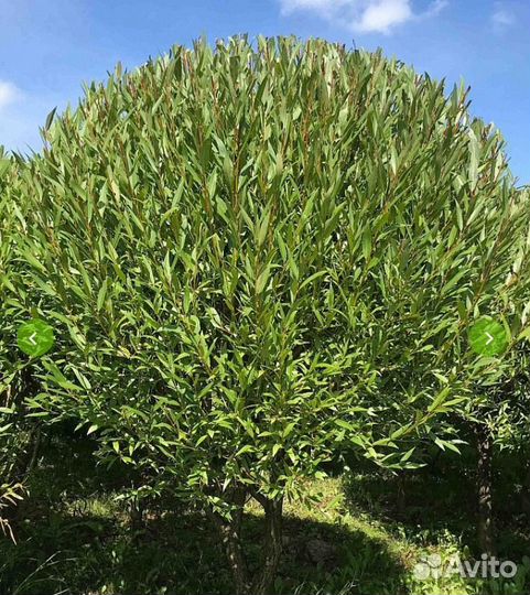 Ива шаровидная укоренелые черенки