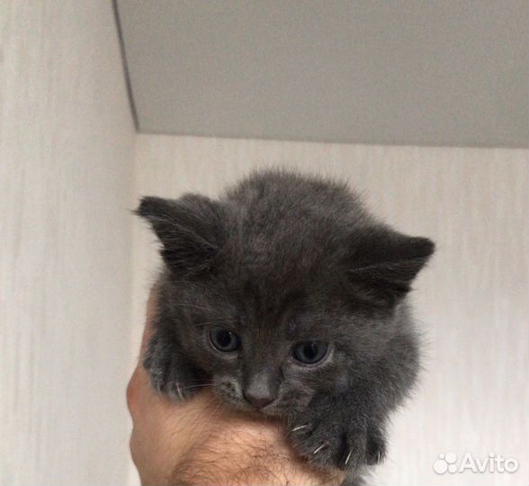 Британская кошка