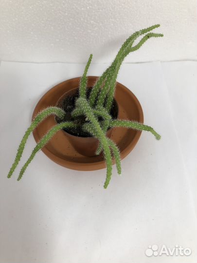 Бегония Гриффон,филодендрон Малай голд и др