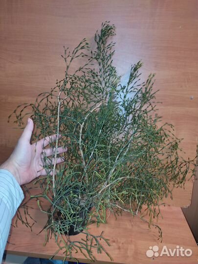 Очиток, хатиора и другие комнатные суккуленты