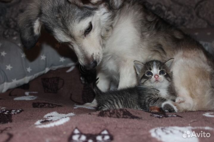 Маленький мальчик