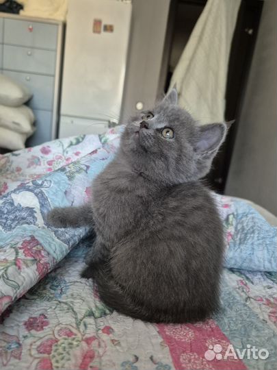 Британские котята
